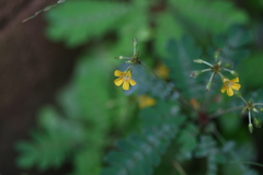 Biophytum candolleanum